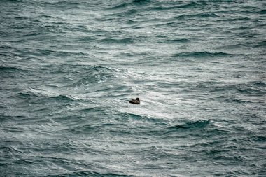 Köpek kanalı patagonya 'da bir martı.