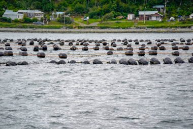Özellikle Ushuaia, Patagonya yakınlarındaki Beagle Channel 'da bir midye üretimi.