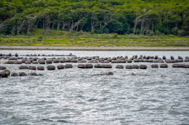 Özellikle Ushuaia, Patagonya yakınlarındaki Beagle Channel 'da bir midye üretimi.