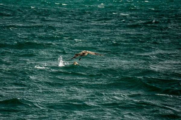 Bir Albatros Makronectes Halli Kuşu ve Patagonya Kanalı