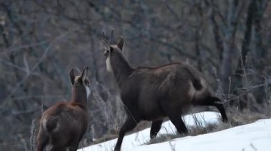 İtalyan Alplerinde kış mevsiminde karların üzerinde geyik anne ve bebek.