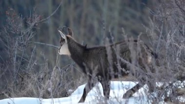 İtalyan Alplerinde kış mevsiminde karların üzerinde geyik anne ve bebek.