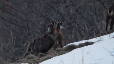 İtalyan Alplerinde kış mevsiminde karların üzerinde geyik anne ve bebek.