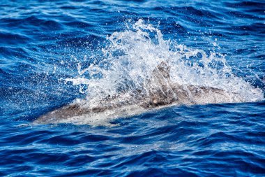 Dolphins while jumping in the deep blue sea clipart