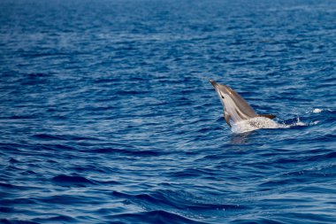 Derin mavi denize atlama sırasında yunuslar