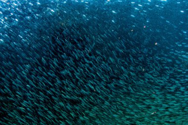 Bir su altında balık sürüsü girme