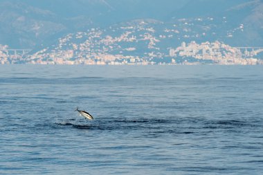 ton balığı denizin dışında atlama