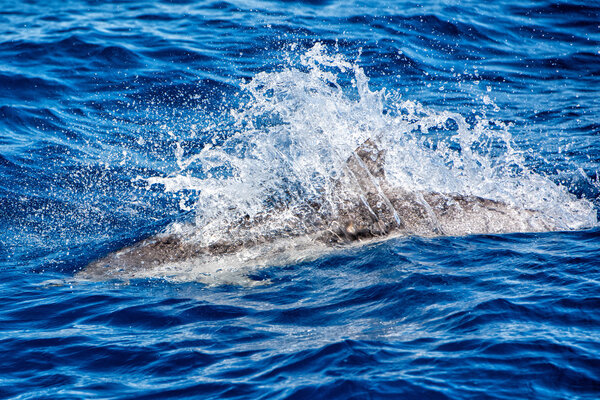Dolphins while jumping in the deep blue sea