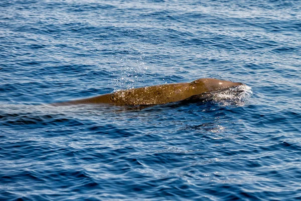 Rara oca becco balena delfino Ziphius cavirostris — Foto Stock