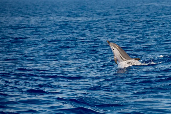 Dolphins while jumping in the deep blue sea — Stock Photo, Image