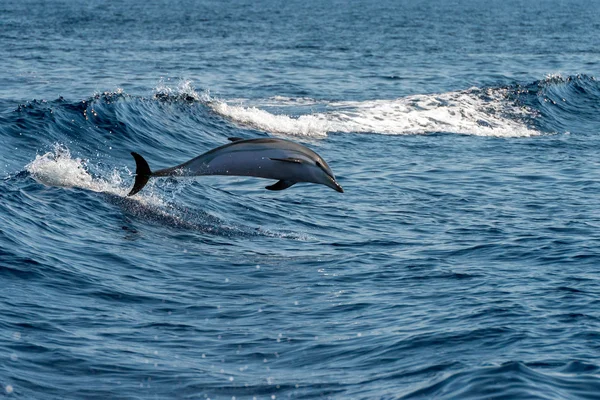Derin mavi denize atlama sırasında yunuslar — Stok fotoğraf
