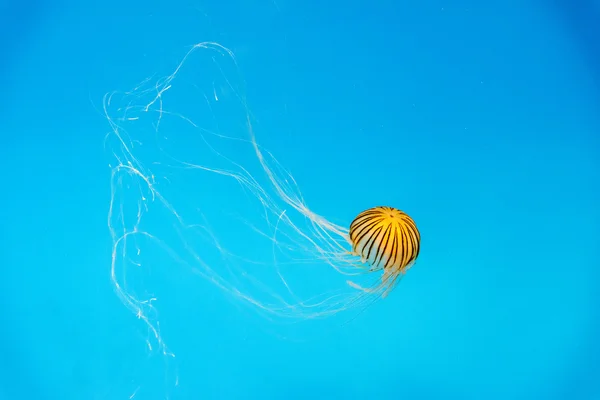Медузы аквариума в глубокой синеве — стоковое фото