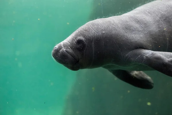 Yeni doğan bebek manatee kapatmak dikey — Stok fotoğraf