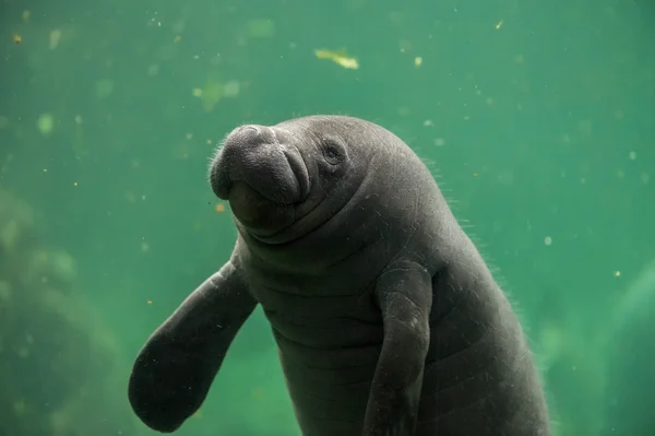 Yeni doğan bebek manatee kapatmak dikey