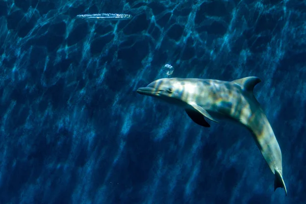 Dolphin playing with bubbles Underwater — Stock Photo, Image