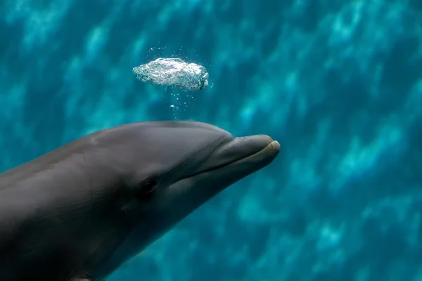 Δελφίνι παιχνίδι με φυσαλίδες υποβρύχια — Φωτογραφία Αρχείου