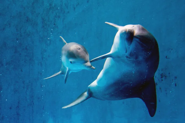 Delfinmutter und Kalb unter Wasser schauen dich an — Stockfoto
