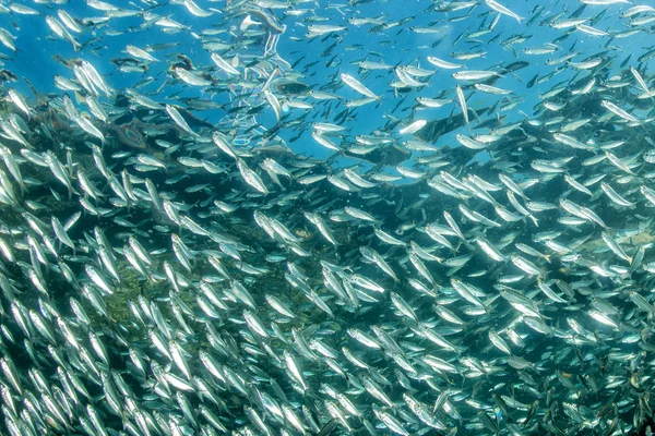 Entrando dentro de uma escola de peixes subaquáticos — Fotografia de Stock