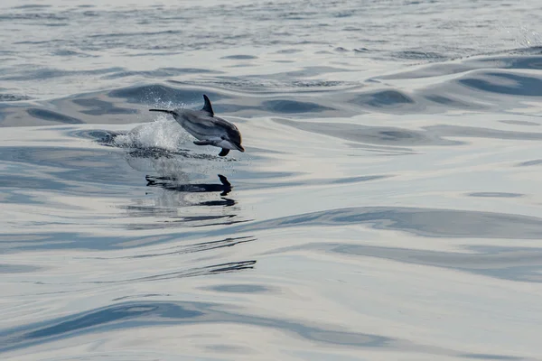 깊고 푸른 바다에서 점프 하는 동안 돌고래 — 스톡 사진