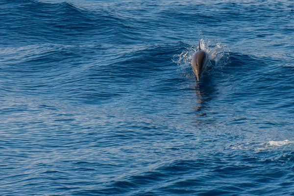 Delfiner medan hoppa i djupa blå havet — Stockfoto