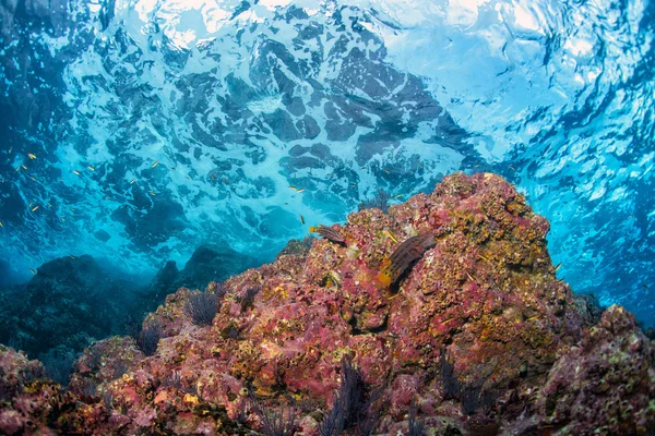 Underwater waves on the reef — Stock Photo, Image