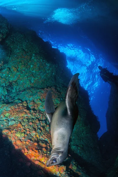 Puppy newborn californian sea lion seal portrait — Stock Photo, Image