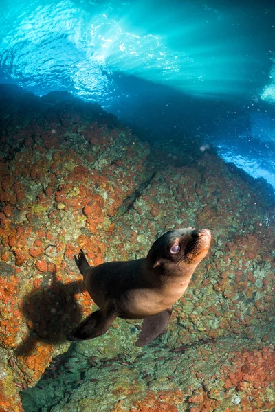 Welpen neugeborenen kalifornischen Seelöwen Robben Porträt — Stockfoto