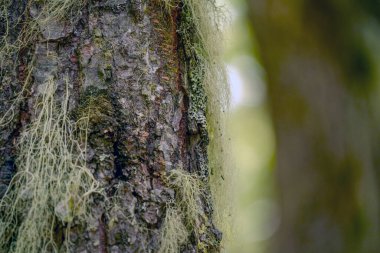 Barba de viejo İspanyol yosunu Tillandsia usneoides ushuaia patagonia terra del fuego ormanında