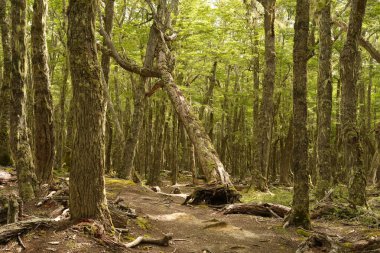 Uhuaia patagonia Terra del Fuego Ormanı yakınlarındaki antik bir orman.