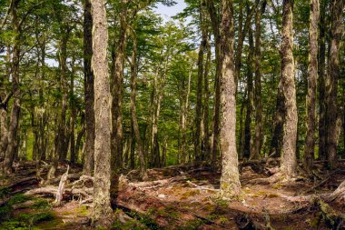 Uhuaia patagonia Terra del Fuego Ormanı yakınlarındaki antik bir orman.
