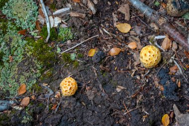 Hint ekmeği veya Darwin 'in indio parazit mantarı Pan de indio portakal mantarı Cyttaria darwinii veya C. hariotii Şili ve Arjantin' de Patagonya 'ya özgüdür, Nothofagus' ta (Güney Beech) yetişir.