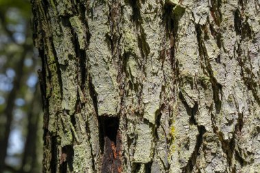 Uhuaia patagonia Terra del Fuego Ormanı yakınlarındaki antik bir orman.
