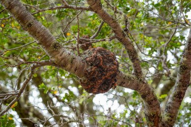 Hint ekmeği veya Darwin 'in indio parazit mantarı Pan de indio portakal mantarı Cyttaria darwinii veya C. hariotii Şili ve Arjantin' de Patagonya 'ya özgüdür, Nothofagus' ta (Güney Beech) yetişir.