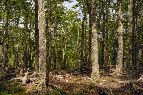 Uhuaia patagonia Terra del Fuego Ormanı yakınlarındaki antik bir orman.