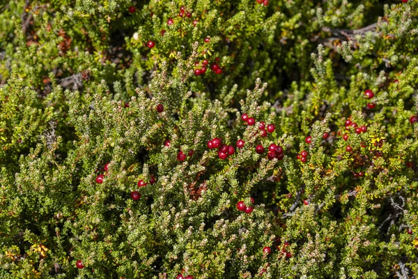 Uhuaia patagonia Terra del Fuego Ormanı yakınlarındaki antik bir orman.