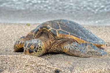 Green Turtle at Kahaluu Beach Park clipart