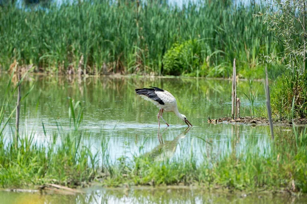 Stork porträtt samtidigt återspeglar på träsket vatten — Stockfoto