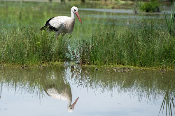 Stork portrait while reflecting on swamp water — Stock Photo, Image