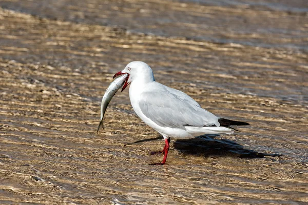 Seagull catching fish on crystal water — Stock Photo, Image