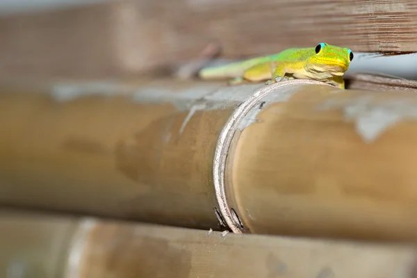 Ouro pó dia Gecko enquanto olha para você — Fotografia de Stock