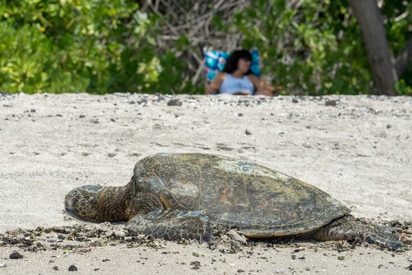 Zielony żółw w Kahaluu Beach Park — Zdjęcie stockowe