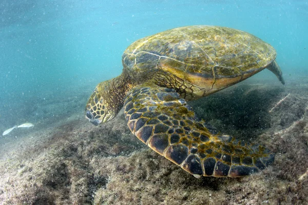 A part közelében közelről zöld teknősbéka a víz alatti — Stock Fotó