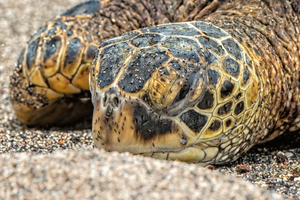 Tortuga Verde en Kahaluu Beach Park —  Fotos de Stock