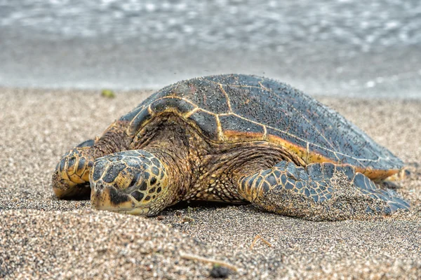 Grön havssköldpadda på Kahaluu Beach Park — Stockfoto