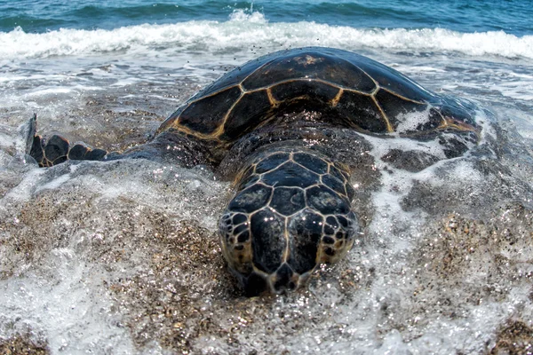 Grön havssköldpadda på Kahaluu Beach Park — Stockfoto