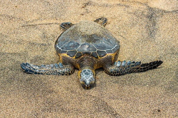 Grüne Schildkröte im Kahaluu Beach Park — Stockfoto