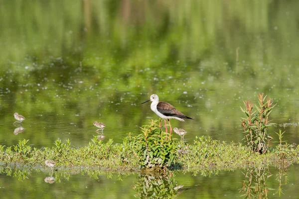 Jonge pup vogel Steltkluut en moeder — Stockfoto