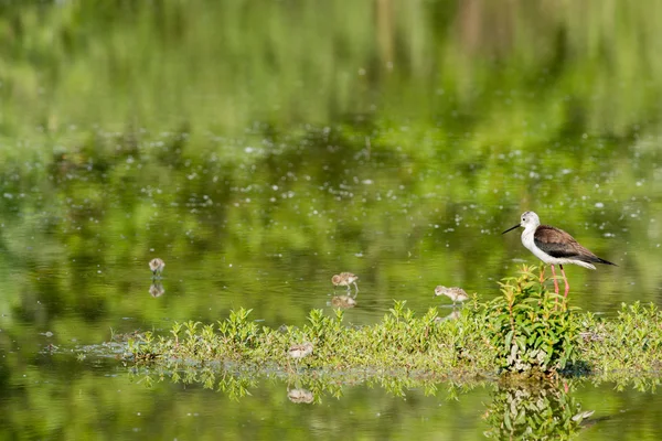 Młody szczeniak ptak Szczudłak zwyczajny i matka — Zdjęcie stockowe