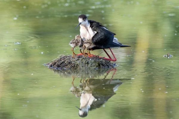 Ung valp fågel black-winged stilt och mor — Stockfoto