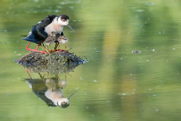 Jovem filhote de cachorro pássaro de asas pretas stilt e mãe — Fotografia de Stock